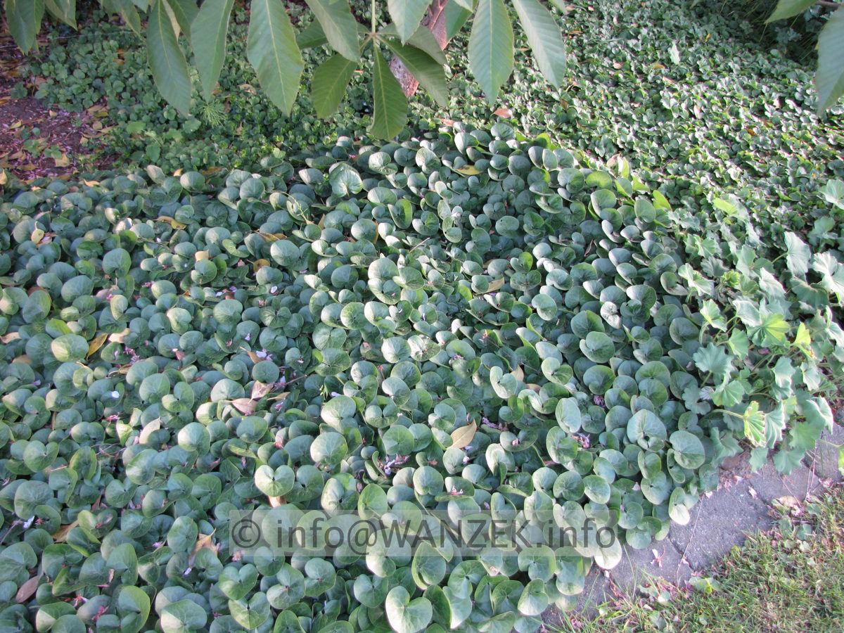 Asarum europaeum 01.JPG